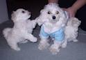 Xmas home trained maltese Puppies now available for christmas