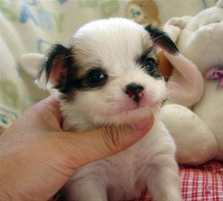 chihuahua puppies free adoption