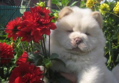 Chow Chow puppies for sale