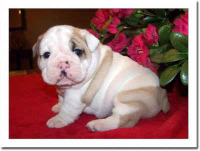 Pretty Looking  Charming and Nice English Bull Terrier Puppies