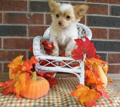 beautiful chihuahua puppy for sell 
