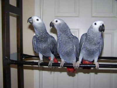 African Gray Parrots ready for new homes