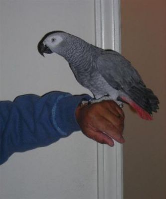 lovely talking parrot for sale now