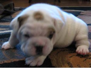 English Bulldog