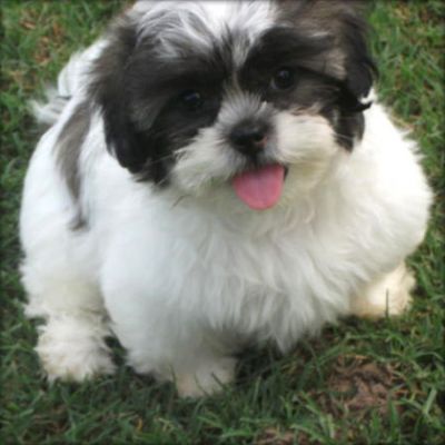 shiz tzu puppies for adoption