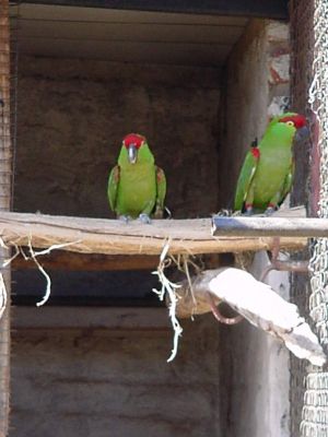 adorable male and female military macaw parroits now ready foer sale 