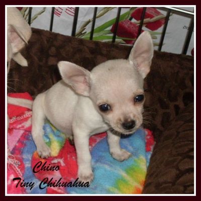 Tiny Deer Apple head Chihuahua Male