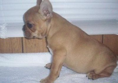 Humble and admirable French Bulldog Puppies For Sale 