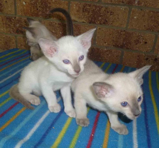 Siamese Kittens Available.