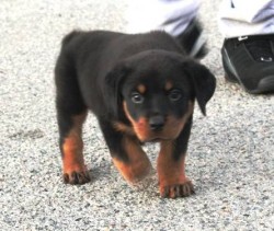 AKC Giant German Rottweilers 