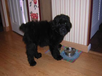 Awesome Black Russian Terrier puppies for adoption