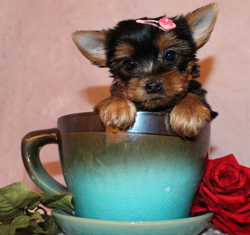 Excellent Teacup Yorkie Puppies For Adoption