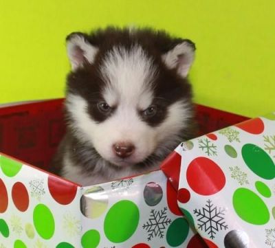 Pure Breed Siberian husky pups ( collinsray12@hotmail.com )