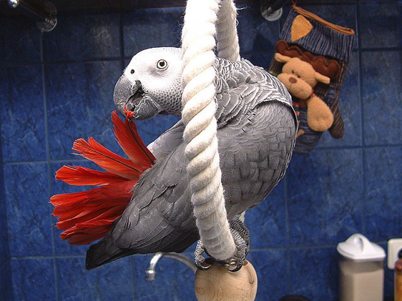 Pair of Congo Grey parrots ready for a new home