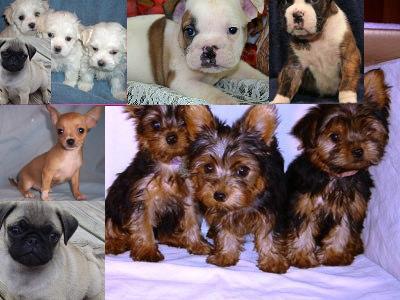 Teacup maltese,yorkie,chihuahua & pug,English Bulldog,boxer puppies