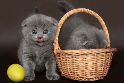 Domestic british shorthair kittens
