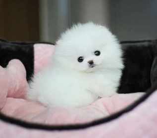 lovely Pomeranian puppies for adoption