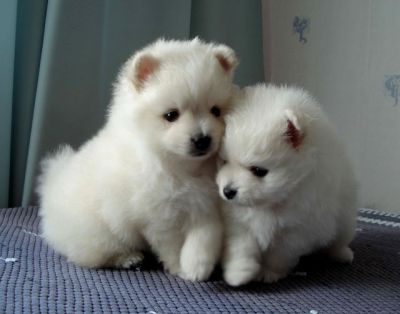 Cute and Beautiful Male and Female Pomeranian pups!!!!