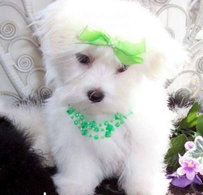 freehome puppy ready to go for freee adoption