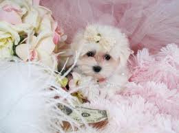 Maltese puppies for adoption,