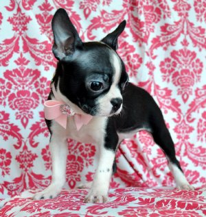 boston terrier puppies ready for a new home