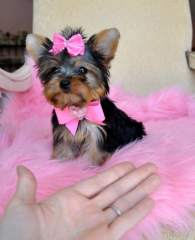 Home raise yorkshire terrier puppies for free adoption