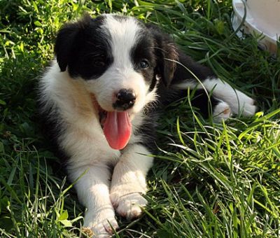 Border Collie Puppies For Cute Homes.