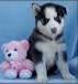 Cute and Adorable Siberian Husky Puppies For Free Adoption
