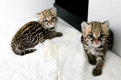 Tica registered savannah ,ocelot kitten, serval kitten and margay kittens for sale.