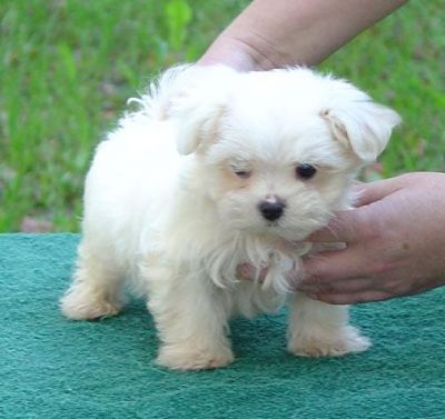 Sweet Spunky Teacup Maltese puppies for free adoption