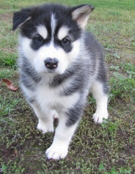 Alaskan Malamute Puppies For Sale