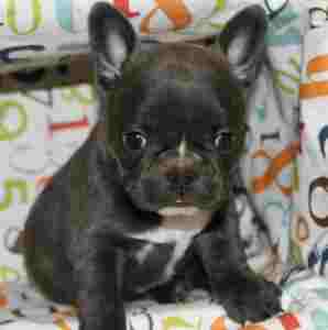 Stunning French Bulldog Puppies