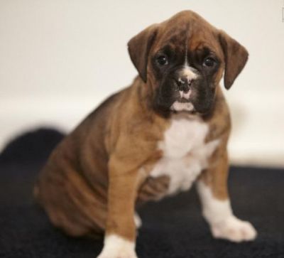 4 boxer puppies for adoption