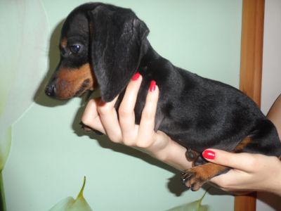 Adorable Dachshund Puppies Ready For Your Lovely Homes.