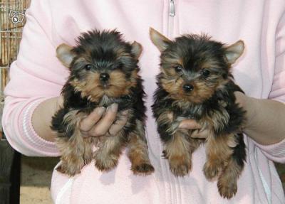  Two beautiful Yorkie Puppies Lovely female Yorkie Puppies For Adoption