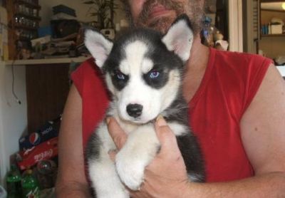 Charming Male and Female Husky Puppies for adoption