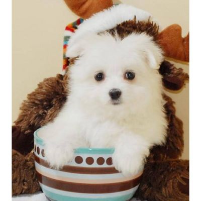 Pomeranian wanting a new home