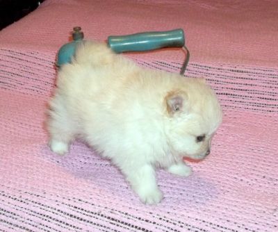 CUTE AND ADORABLE chihuahua puppies for free adoption