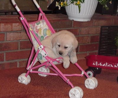 Cute Yellow Labrador Retriever Puppies, Free To Good Homes.