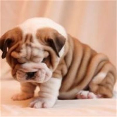 ENGLISH BULLDOG FOR ADOPTION