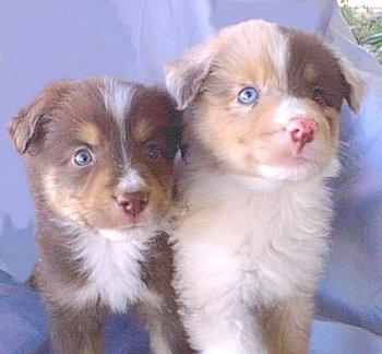 Australian Shepherd Puppies.