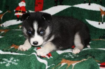 Akc Siberian Husky Puppy -