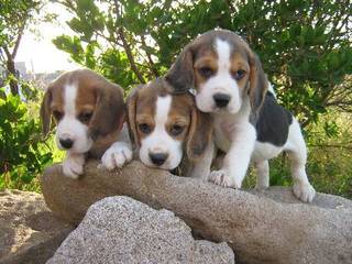 Beagle puppies for sale