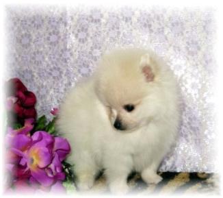 pomeranian puppies for sale