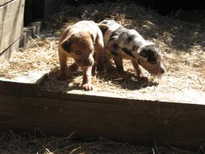 Catahoula puppies for adoption