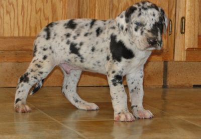 Great Dane Puppies For New Families.