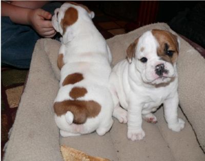 Adorable English bulldogs puppies for adoption