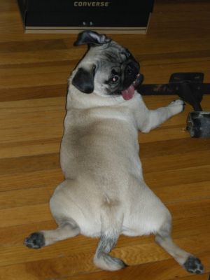 Lovely Pug Puppies for Sale