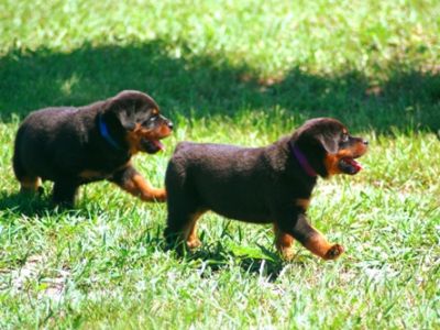 Rottweiler Puppies For New Homes Now Available.