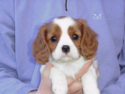 beautiful cavalier king Charles puppies for sale